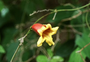 crossvine 2